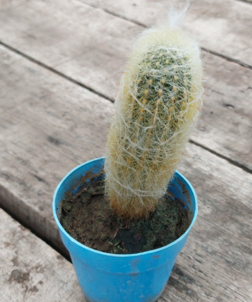Cactus "el viejito"