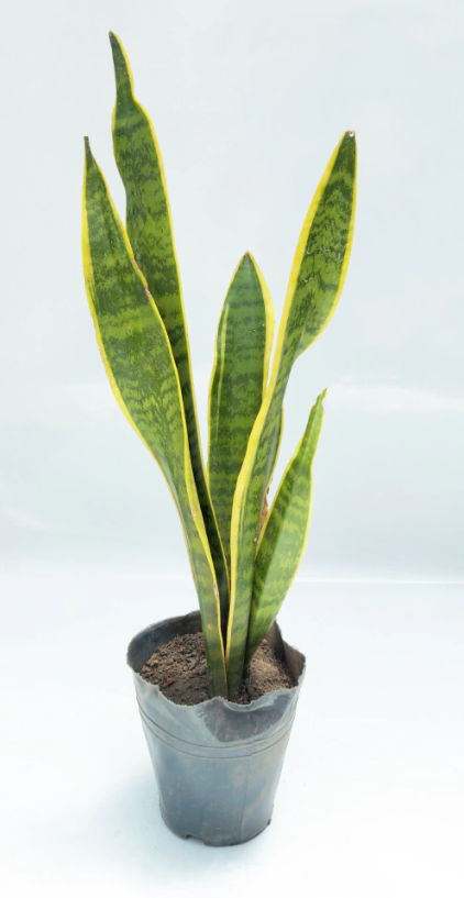 Sansevieria chica