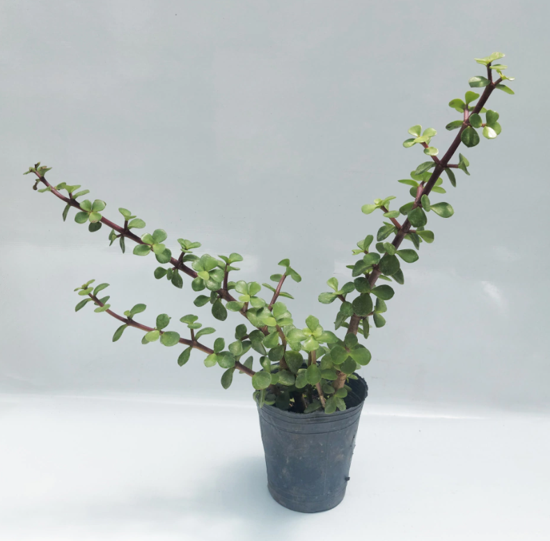 Planta monedita