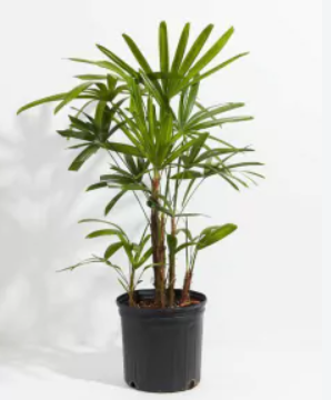 Palmera Ráfis