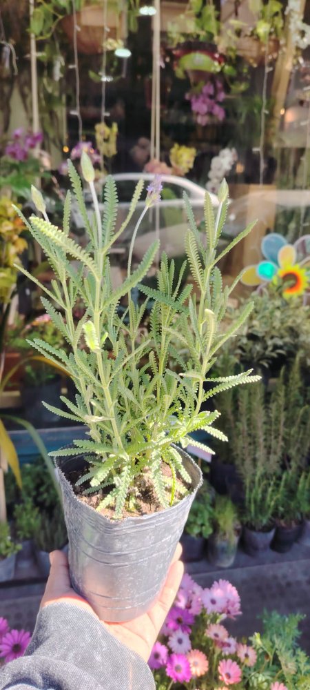 Lavanda de hoja dentada grande
