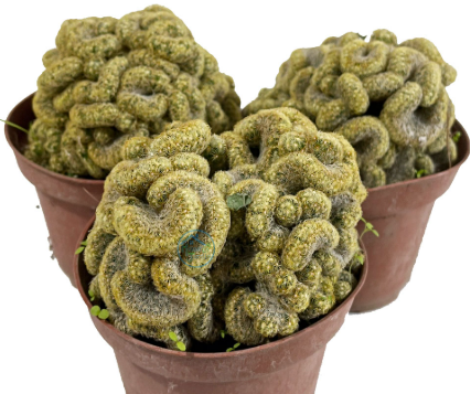 Cactu cerebro