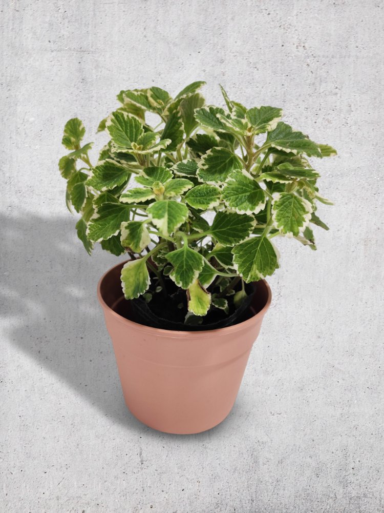 Planta de incienso