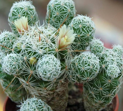 Cactus