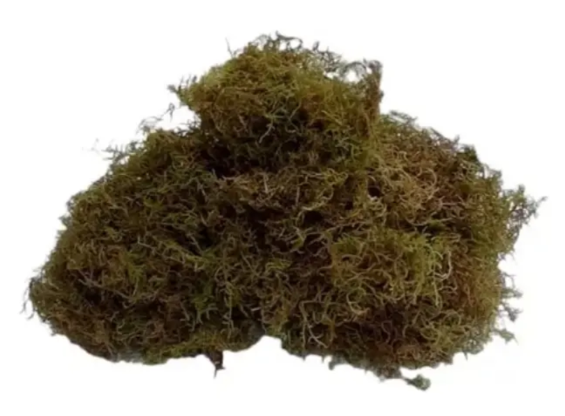 Bolsa de musgo
