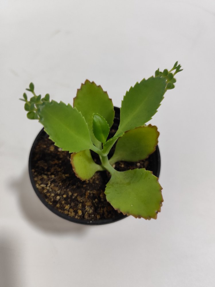 Calanchoe medicinal