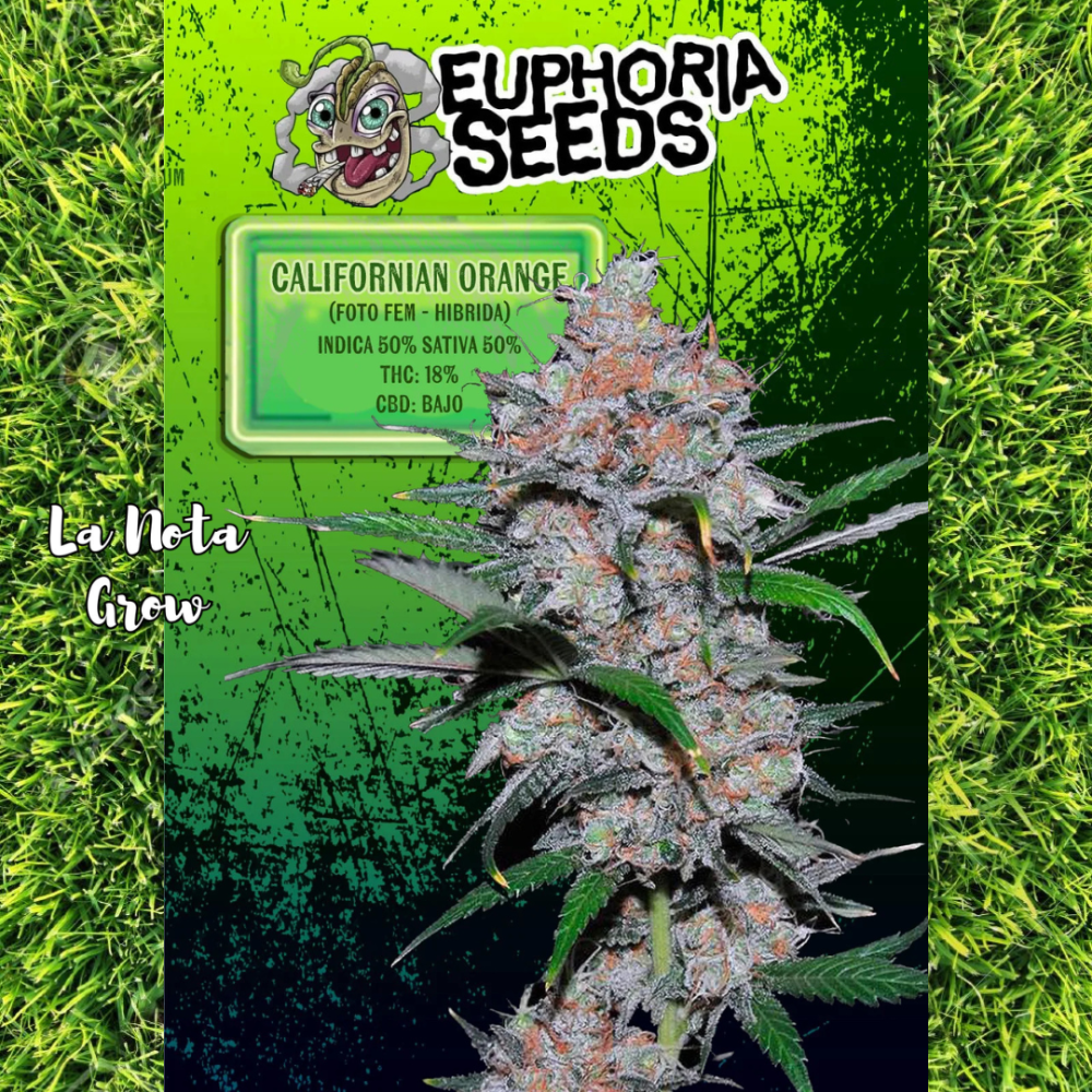 Californian Orange (Foto)x3 Euphoria Seeds