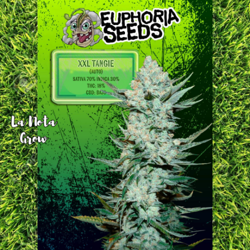 XXL Tangie (Auto)x3 Euphoria Seeds