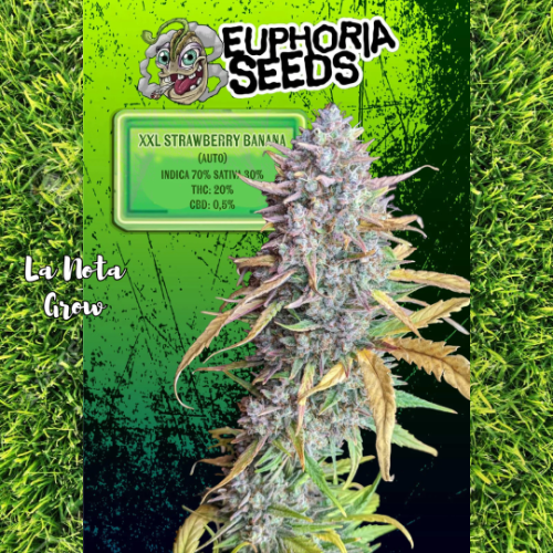 XXL Strawberry banana (Auto)x3 Euphoria Seeds