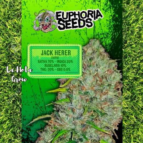 Jack Herer (Auto)x3 Euphoria Seeds