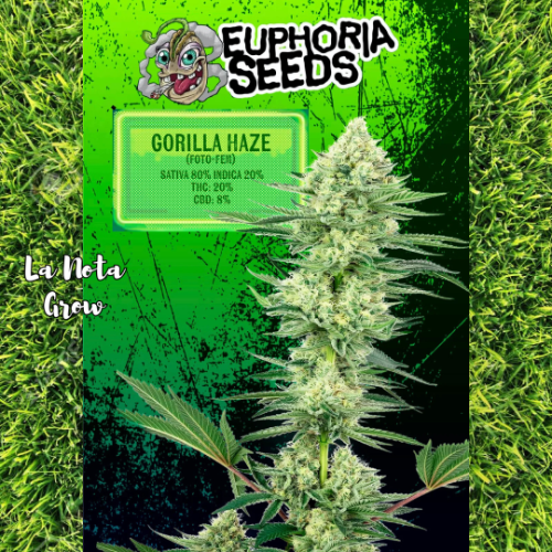 Gorilla Haze (Foto)x3 Euphoria Seeds