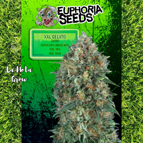 XXL Gelato (Auto)x3 Euphoria Seeds