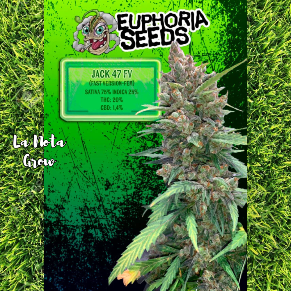Jack 47 (Foto)x3 Euphoria Seeds
