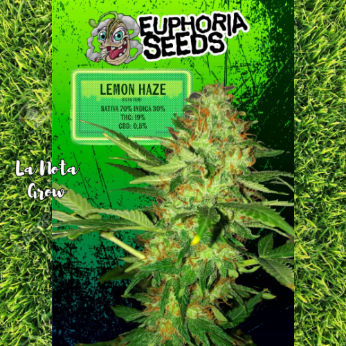 Lemon Haze (Foto)x3 Euphoria Seeds
