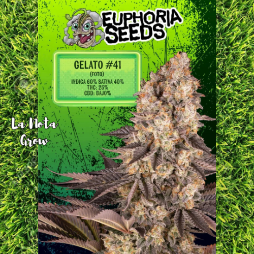 Gelato #41 (Foto)x3 Euphoria Seeds