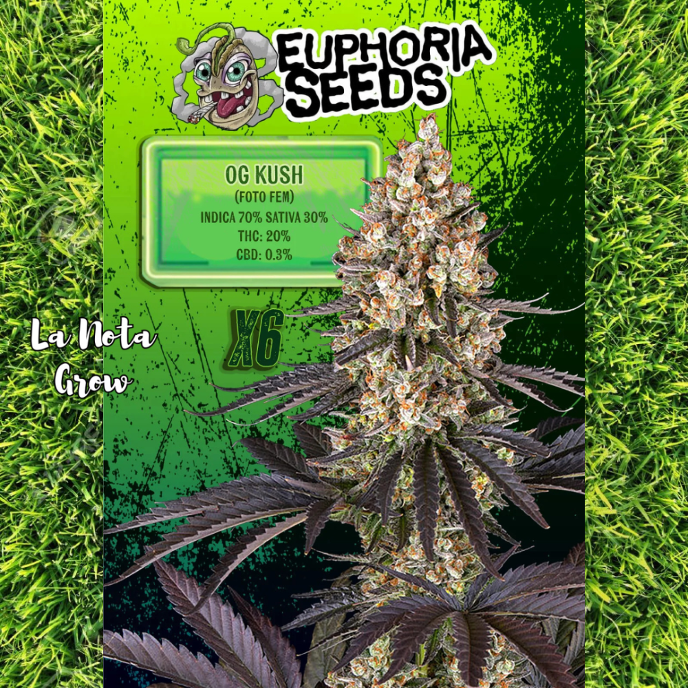 OG Kush (Foto)x6 Euphoria Seeds