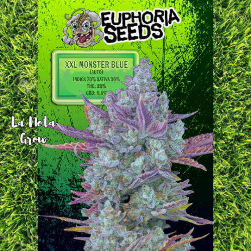XXL Monster Blue (Auto)x6 Euphoria Seeds