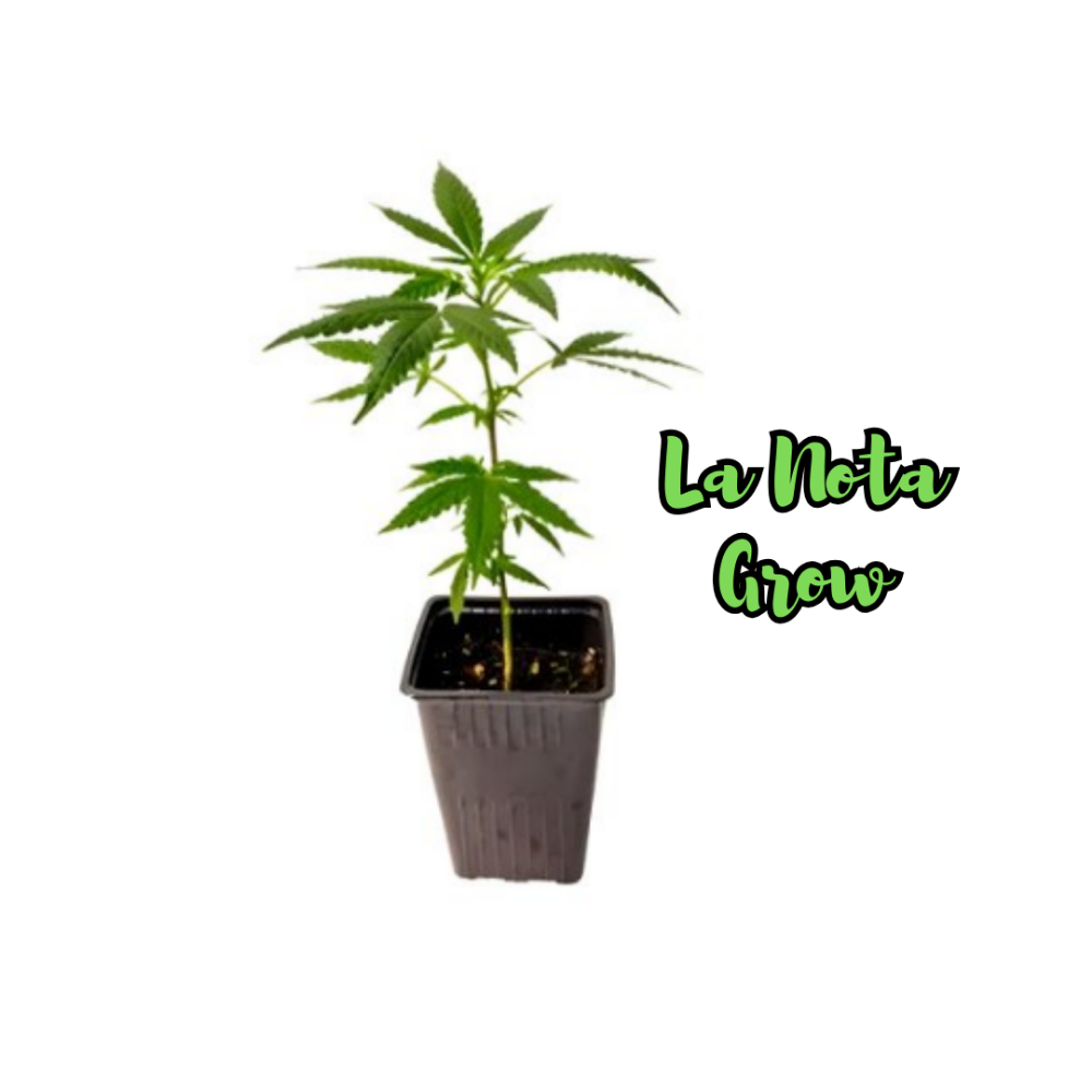 Esqueje Tropicana WFC SweedLab
