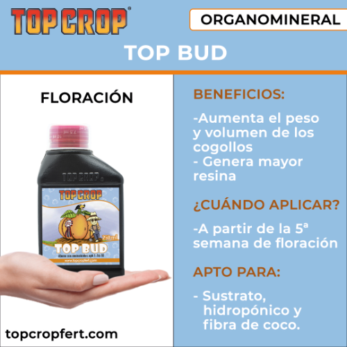 Top Crop Top Bud 100ML