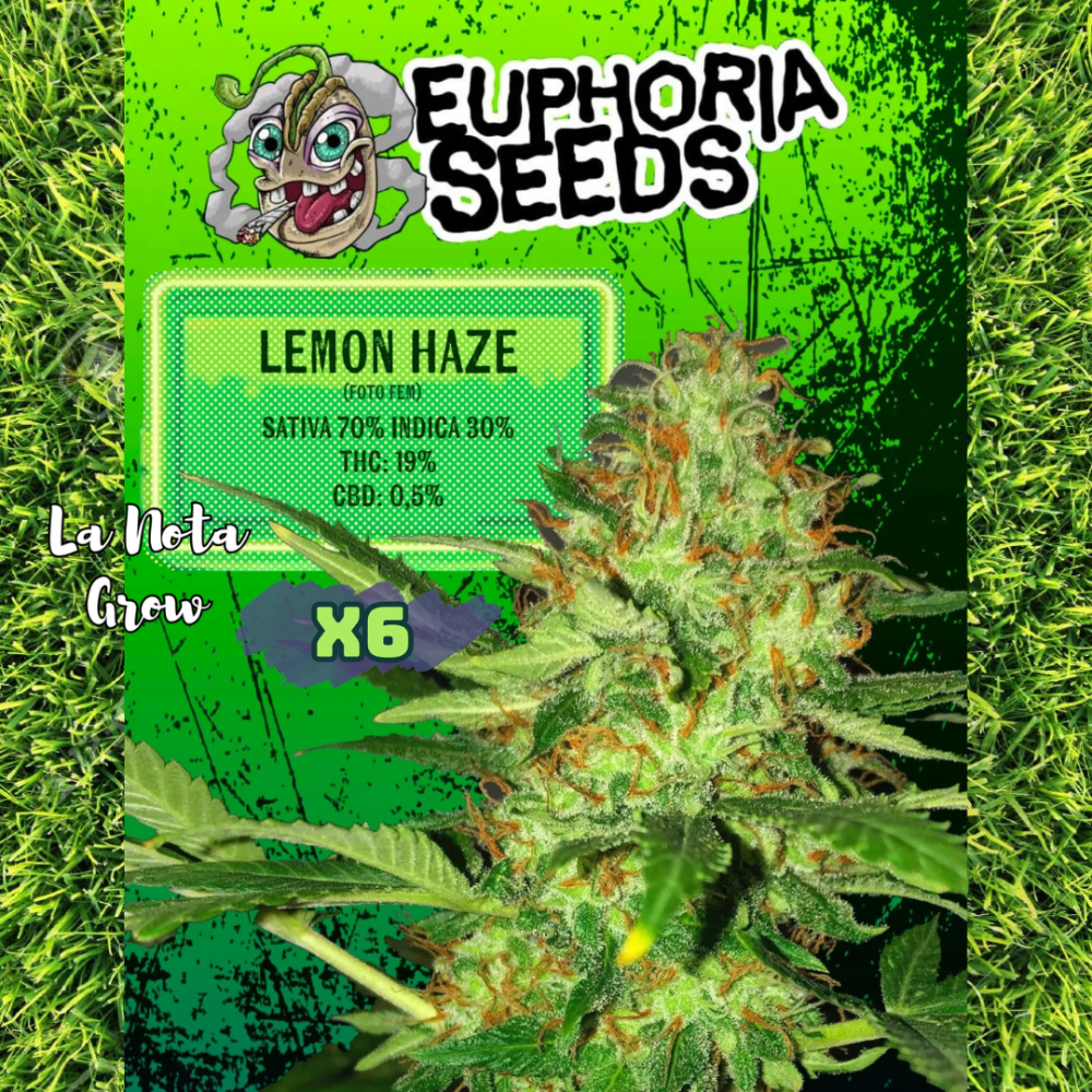 Lemon Haze (Foto)x6 Euphoria Seeds