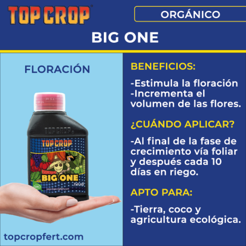 Top Crop Big One 250ML