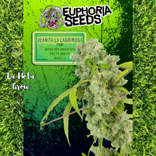 Juanita la lagrimosa (Foto)x6 Euphoria Seeds