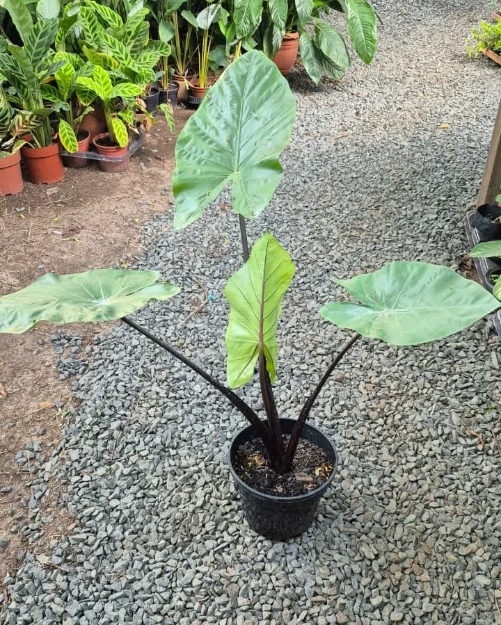 Alocasia Talo Negro