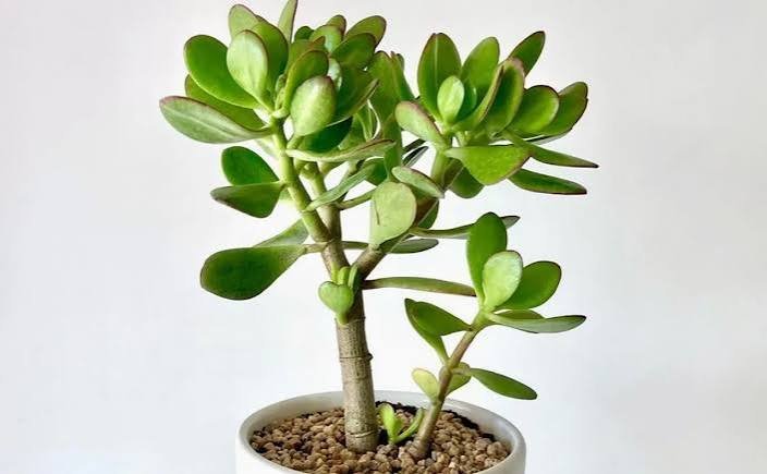 Planta Jade