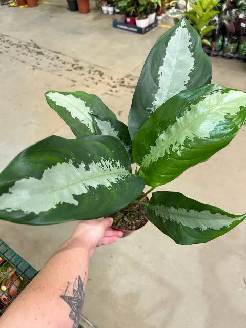 Aglaonema Pataya
