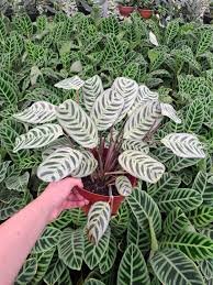 Maranta Calathea Burle Marx