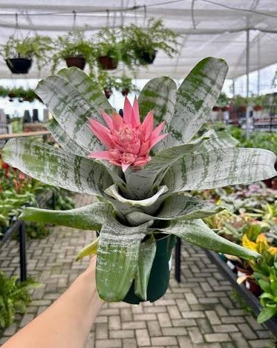 Bromélia Aequimea