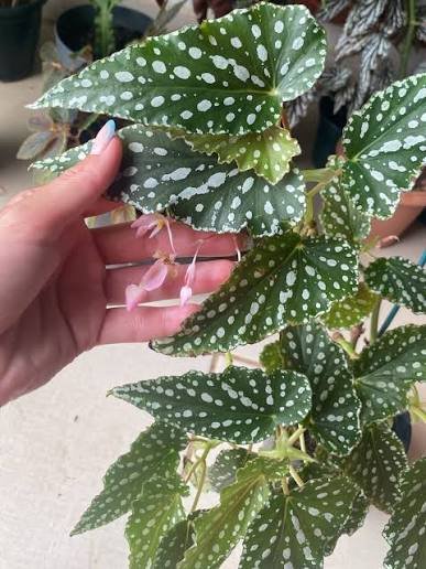 Begonia Spot Green