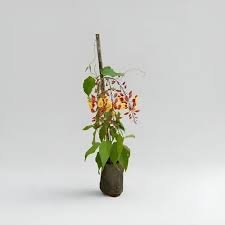 Sapatinho de judia