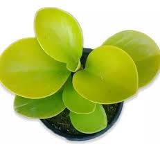 Peperômia Dura Limão