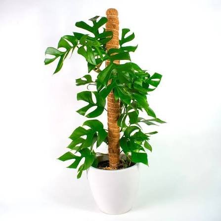 Mini Costela de Adão