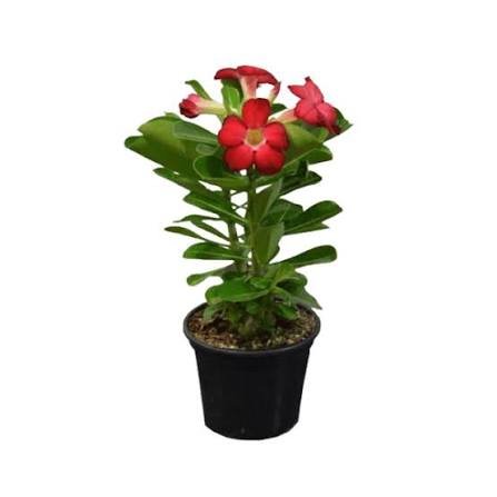 Rosa do Deserto