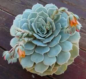 Rosas de Pedra Variadas