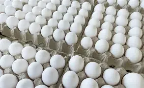 CARTON DE HUEVO GRANDE