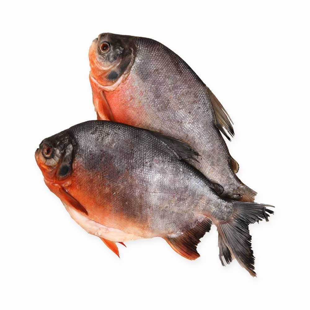 CACHAMA KG