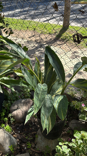 Alpinia Variegada