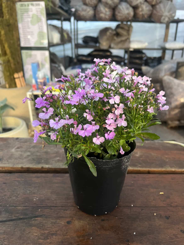 Lobelia