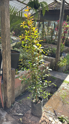 Eugenia 3 Lts