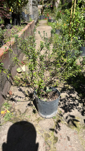 Westringia
