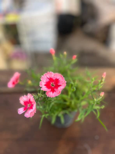 Clavelina