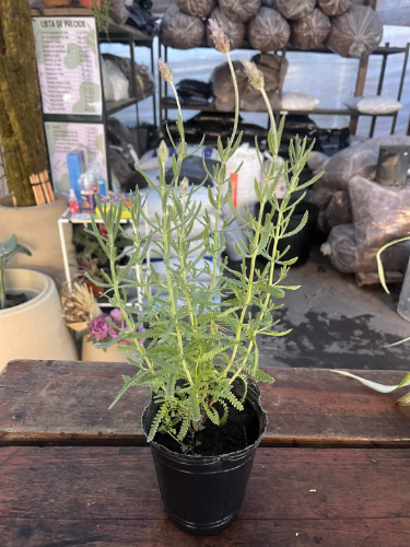 Lavanda M12