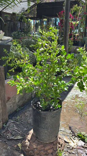 Buxus 7 Lts