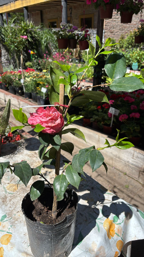 Camelia 3lts