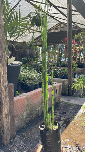 Equisetum