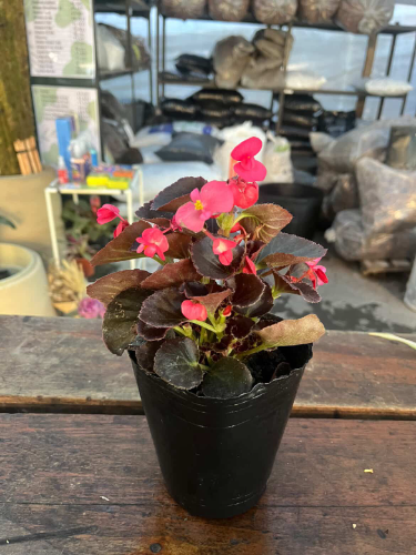 Flor de azúcar