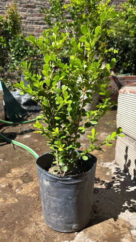 Buxus 3 Lts